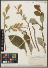 Foto von Salix aegyptiaca L.